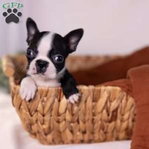 Wilma (Tiny), Boston Terrier Puppy